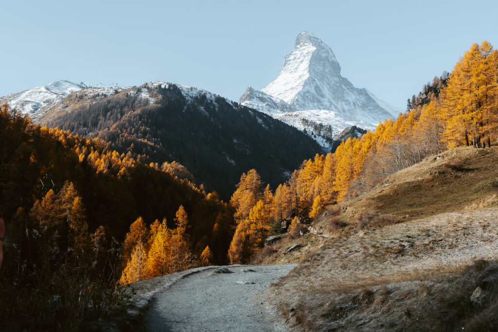 Matterhorn behind golden larches in autumn in Zermatt